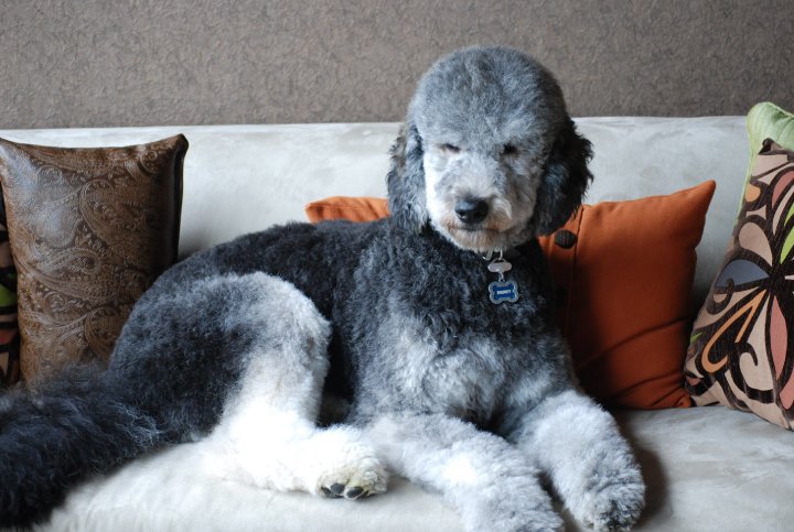 St Louis Dog Grooming