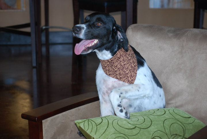 St Louis Dog Grooming
