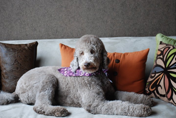 St Louis Dog Grooming