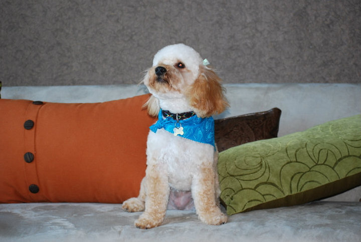 St Louis Dog Grooming