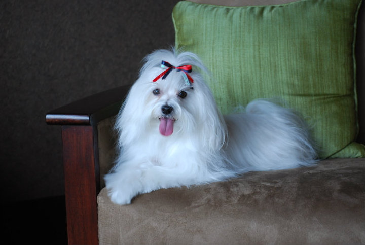 St Louis Dog Grooming
