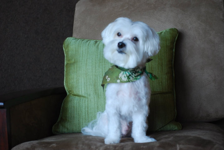 St Louis Dog Grooming