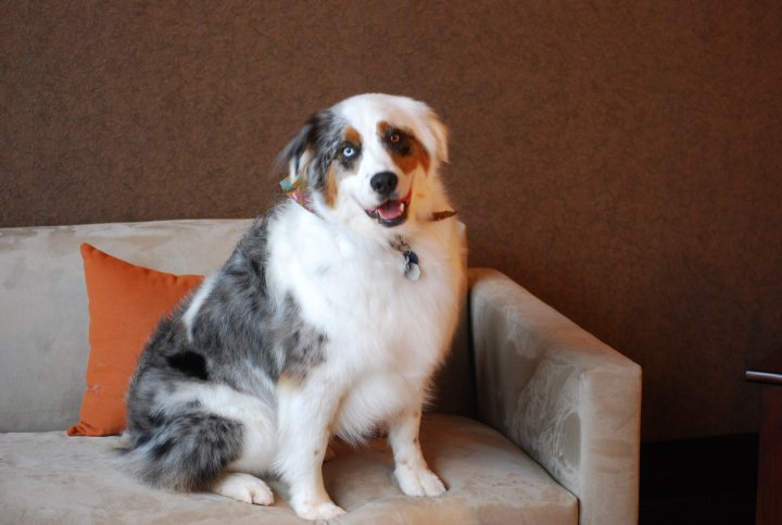 St Louis Dog Grooming