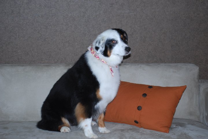 St Louis Dog Grooming