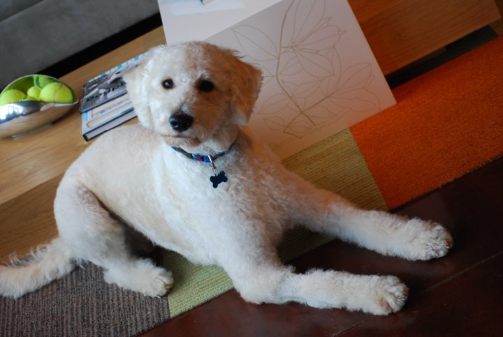 St Louis Dog Grooming