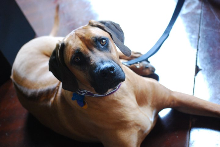 St Louis Dog Grooming