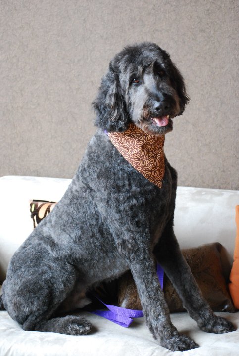 St Louis Dog Grooming