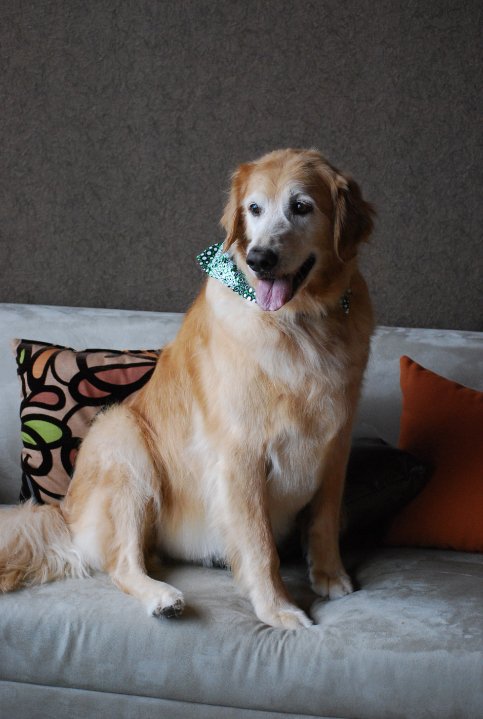 St Louis Dog Grooming