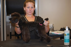 St Louis Dog Salon