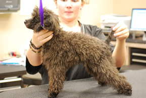 St Louis Dog Salon